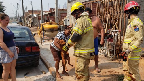 Imagem referente a Após longo trabalho, bombeiros resgatam cachorrinho que caiu em buraco de obra no Esmeralda