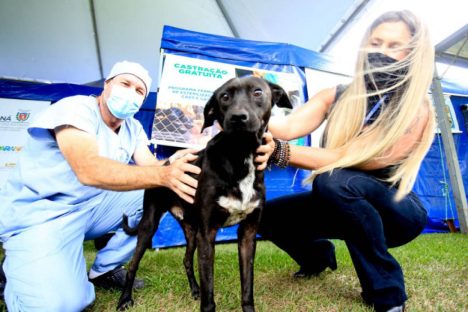 Imagem referente a 4º ciclo do Castrapet começa em novembro e vai atender 35 mil animais