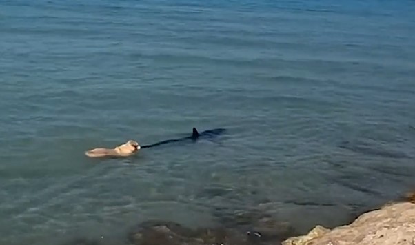 Cachorro morde tubarão e diverte banhistas; horas depois tubarão foi encontrado morto