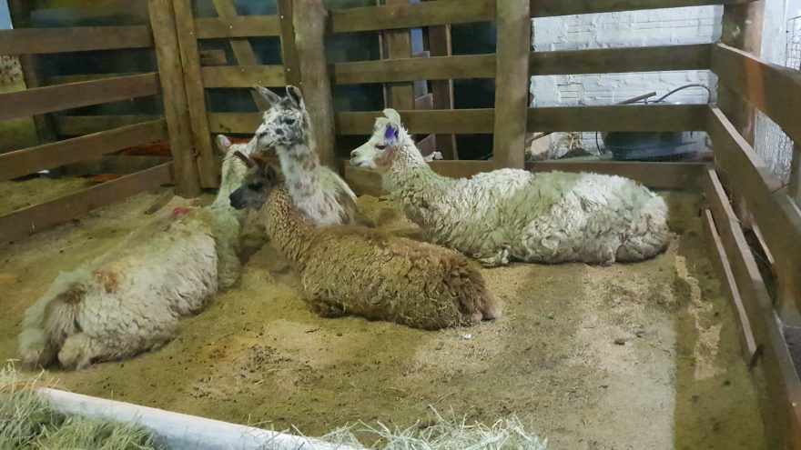 43ª Expovel: feira segue até domingo em Cascavel