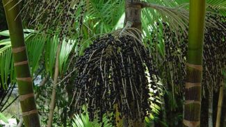 Valor da produção primária florestal aumenta 11,2% em 2023