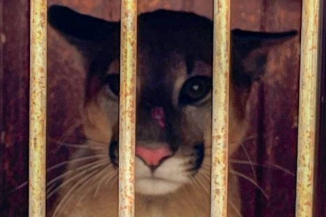 Imagem referente a Após resgate em galinheiro, IAT devolve onça-parda à natureza em Umuarama; confira o vídeo