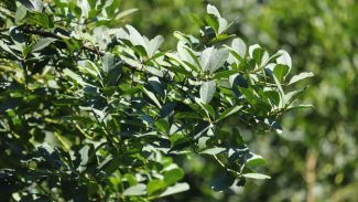 Com protagonismo da erva-mate, Paraná é destaque nacional na produção florestal