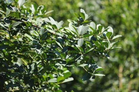 Imagem referente a Com protagonismo da erva-mate, Paraná é destaque nacional na produção florestal