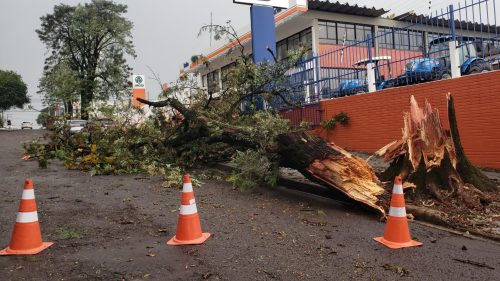 Imagem referente a Árvore de grande porte é arrancada com o vento e atinge portão de empresa no Parque São Paulo