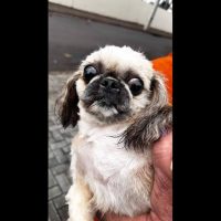 Imagem referente a Cachorra é encontrada no bairro Parque Verde