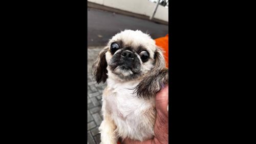 Imagem referente a Cachorra é encontrada no bairro Parque Verde