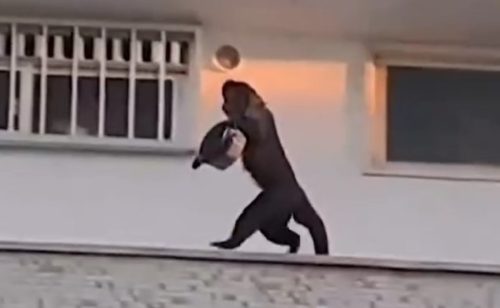 Imagem referente a Macaco ladrão de bolo faz ‘assalto’ e internet vai à loucura!