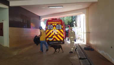 Imagem referente a Melhores amigos: Cão vai até a UPA com tutor que foi mordido por outro cachorro