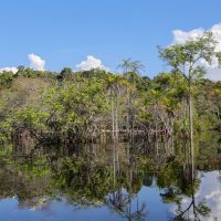 Imagem referente a Rio Negro pode passar por pior seca da história ainda esta semana