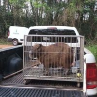 Imagem referente a Instituto Água e Terra devolve capivara e gato-mourisco à natureza