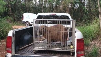 Instituto Água e Terra devolve capivara e gato-mourisco à natureza