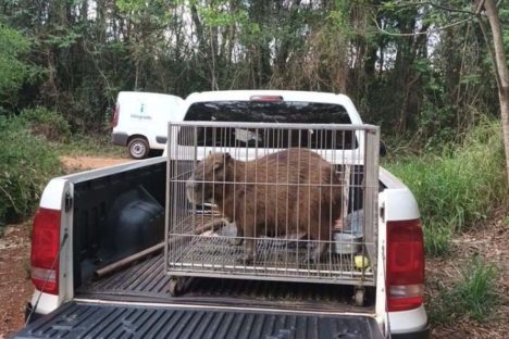 Imagem referente a Instituto Água e Terra devolve capivara e gato-mourisco à natureza