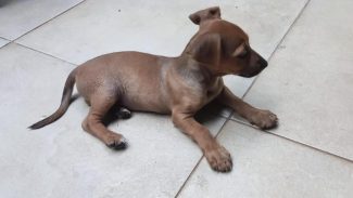 Imagem referente a Cachorra é encontrada no bairro Universitário