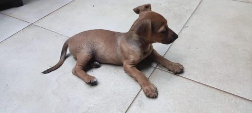 Imagem referente a Cachorra é encontrada no bairro Universitário