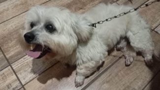 Imagem referente a Cachorro é encontrado no bairro Floresta