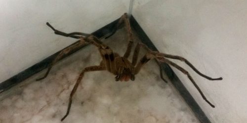 Imagem referente a Picadas de aranhas são segunda causa de envenenamento no país