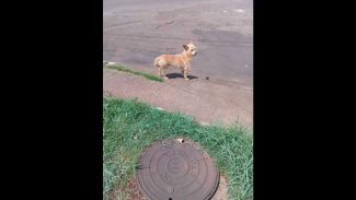 Imagem referente a Cachorro é encontrado no bairro Country