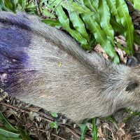Imagem referente a Polícia investiga morte de capivaras na zona oeste do Rio