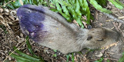 Imagem referente a Polícia investiga morte de capivaras na zona oeste do Rio