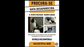 Imagem referente a Gata Mima desapareceu no bairro Canadá