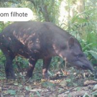 Imagem referente a Áreas preservadas pela Copel abrigam grandes mamíferos ameaçados de extinção