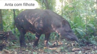 Áreas preservadas pela Copel abrigam grandes mamíferos ameaçados de extinção