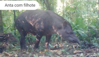 Imagem referente a Áreas preservadas pela Copel abrigam grandes mamíferos ameaçados de extinção