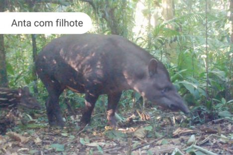 Imagem referente a Áreas preservadas pela Copel abrigam grandes mamíferos ameaçados de extinção