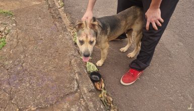 Imagem referente a Cachorro que atacou idoso no Bairro Universitário é recolhido