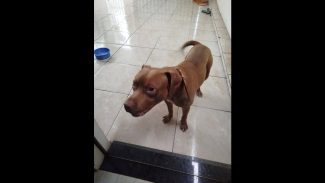 Imagem referente a Cachorro é encontrado no bairro Esmeralda