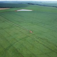 Imagem referente a Plantio de soja avança no Paraná e já cobre 1,3 milhão de hectares, 22% da área prevista