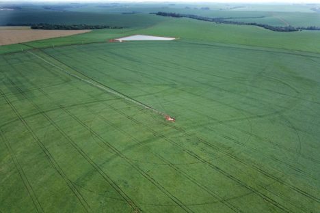 Imagem referente a Plantio de soja avança no Paraná e já cobre 1,3 milhão de hectares, 22% da área prevista