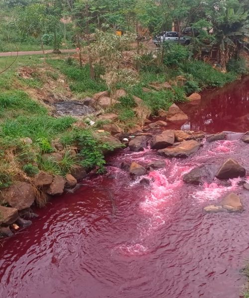 Imagem referente a Rio Toledo está vermelho! Entenda o que ocorreu