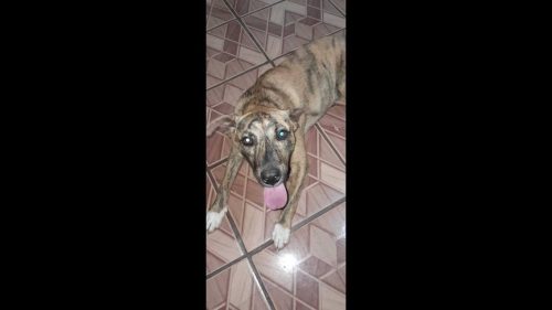 Imagem referente a Cachorra é encontrada no bairro Região do Lago