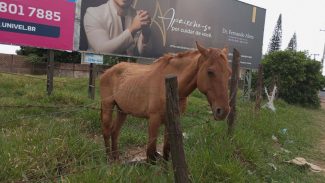 Imagem referente a Cavalo é encontrado no bairro Jardim Padovani