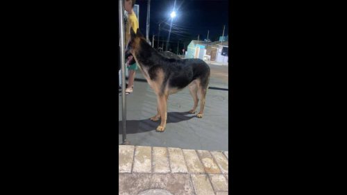 Imagem referente a Cachorro é encontrado no bairro Pioneiros Catarinenses