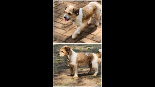 Imagem referente a Cachorra é encontrada no bairro Cancelli