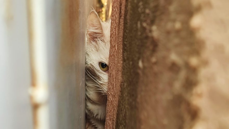 Gatinha cai em buraco, fica presa e precisa ser resgatada