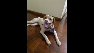 Imagem referente a Cachorra é encontrada no bairro Alto Alegre