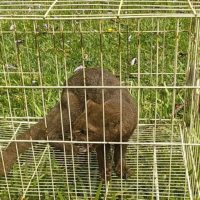 Imagem referente a IAT devolve à natureza gato-mourisco resgatado em galinheiro de Campo Mourão