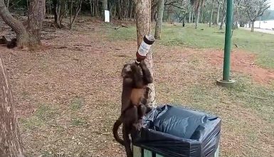 Imagem referente a Macaquinho é flagrado ‘bebendo cerveja’ no Lago Municipal de Cascavel