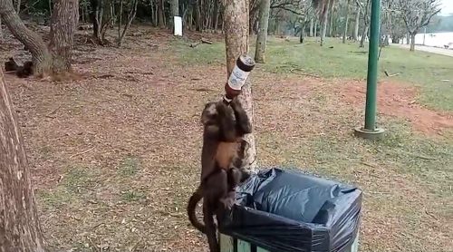 Imagem referente a Macaquinho é flagrado ‘bebendo cerveja’ no Lago Municipal de Cascavel