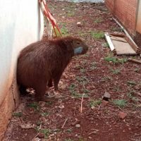 Imagem referente a Capivara resgatada pelo IAT em Engenheiro Beltrão é devolvida à natureza