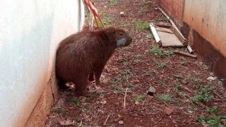 Capivara resgatada pelo IAT em Engenheiro Beltrão é devolvida à natureza