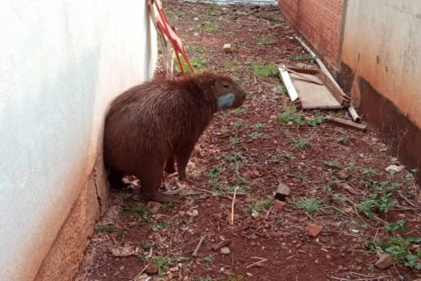 Imagem referente a Capivara resgatada pelo IAT em Engenheiro Beltrão é devolvida à natureza