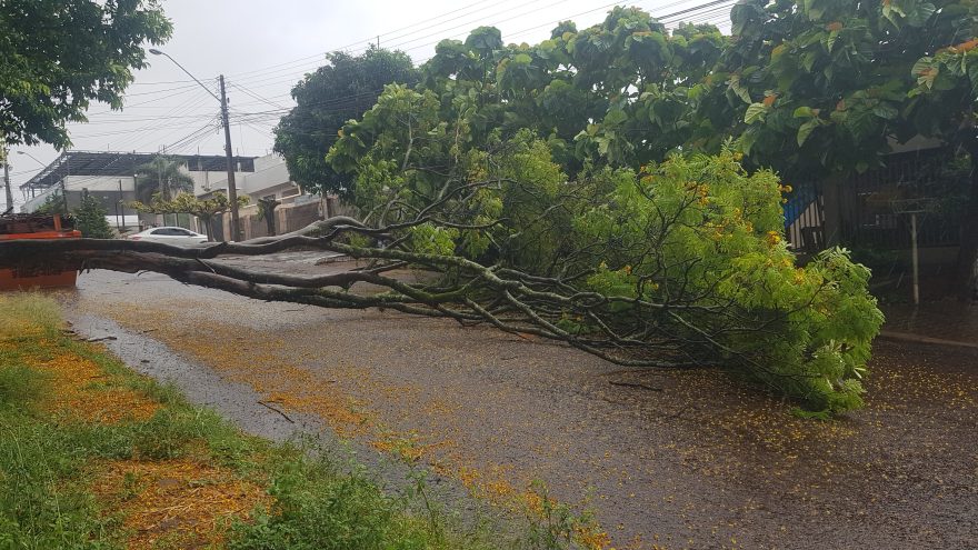 Árvore cai no meio da rua e interdita via no Bairro Cancelli