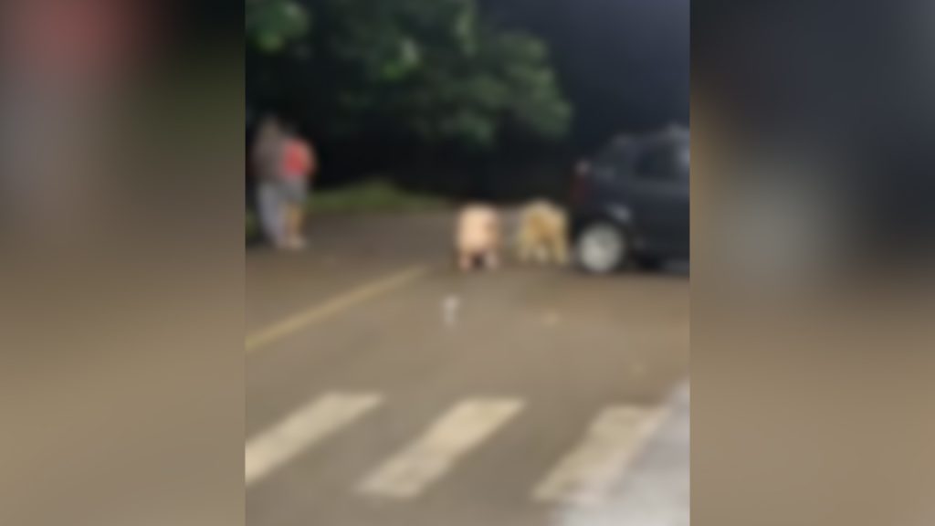 Peladona: casal invade residência, faz sexo e são flagrados