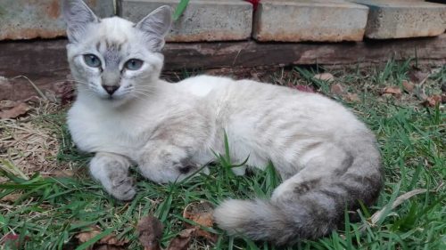 Imagem referente a Gata Snow desapareceu no bairro Country