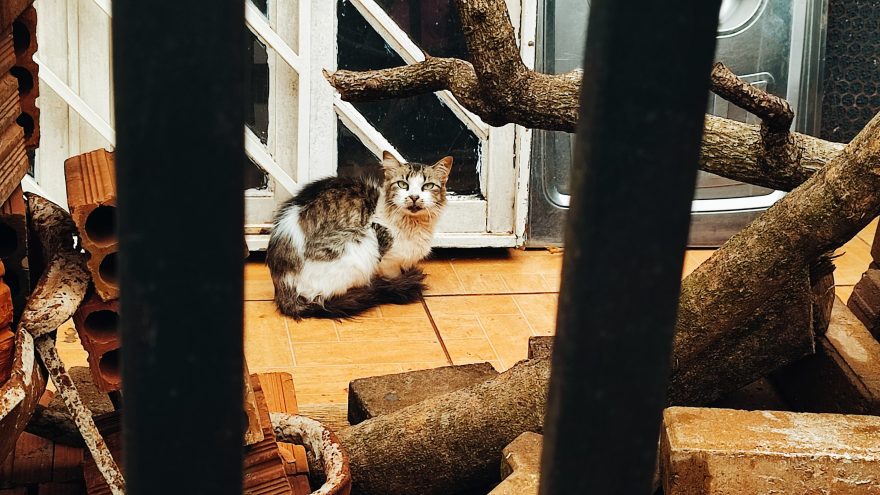 Após morte de idoso, gatos estão abandonados e doentes em residência no Coqueiral